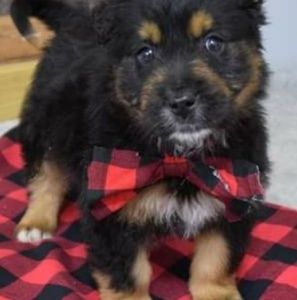 Meet your Posher, Deborah